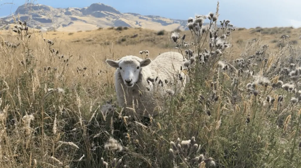 Sheep eating grass alongside the Roy's Peak Track in New Zealand.